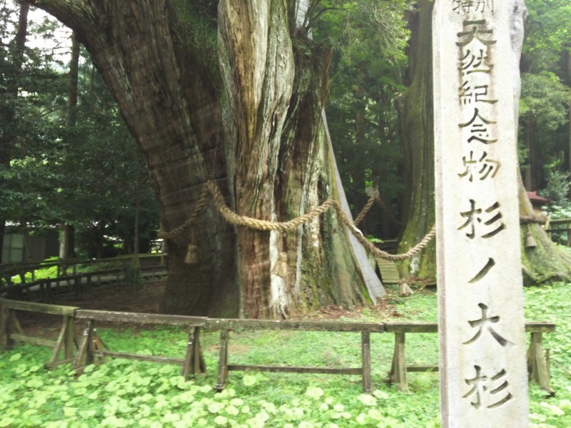 杉の大杉　in 大豊町